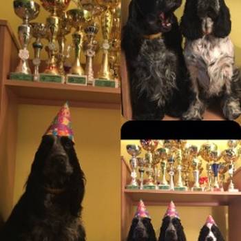 Engleski koker spanijel prelepi štenci