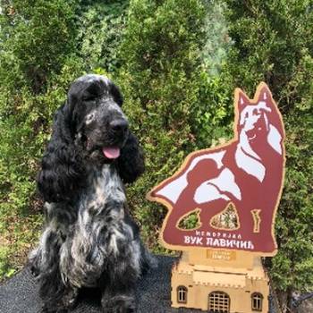 Engleski koker spanijel prelepi štenci