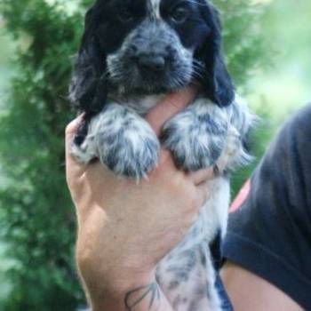 Engleski koker spanijel prelepi štenci