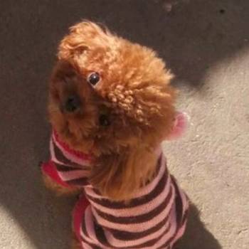 Patuljasta pudla, muško štene