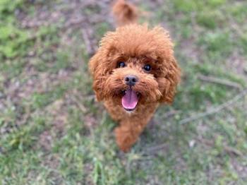 Patuljasta pudla, muško štene