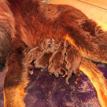 Prodaju se stenad Tibetanskog Mastifa sampionskog porijekla