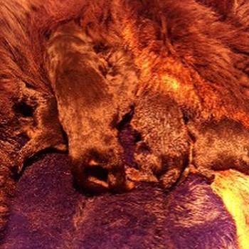 Prodaju se stenad Tibetanskog Mastifa sampionskog porijekla