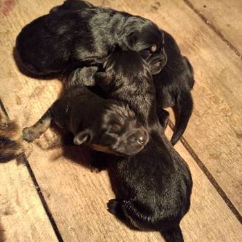 Prodaju se stenad Tibetanskog Mastifa sampionskog porijekla