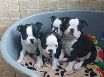 Boston terijer zenska stenad