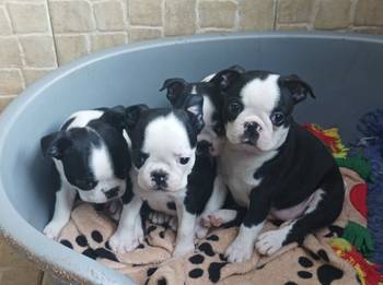 Boston terijer zenska stenad