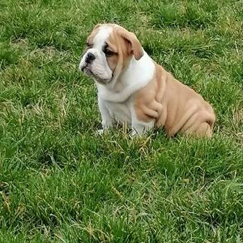 Engleski buldog štenci