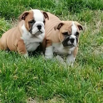Engleski buldog štenci