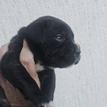Cane Corso štenci