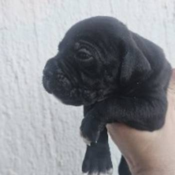 Cane Corso štenci