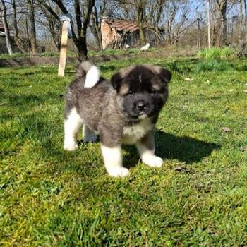 Americka Akita prelepi stenci