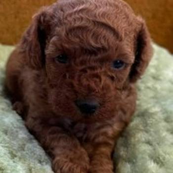 Stenci patuljaste/aprikot/ pudle