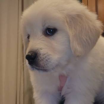 Nudimo nevjerojatne štence zlatnog retrivera s izvrsnom krvnom linijom.