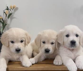 Nudimo nevjerojatne štence zlatnog retrivera s izvrsnom krvnom linijom.