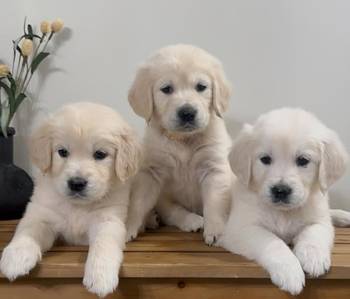 Nudimo nevjerojatne štence zlatnog retrivera s izvrsnom krvnom linijom.