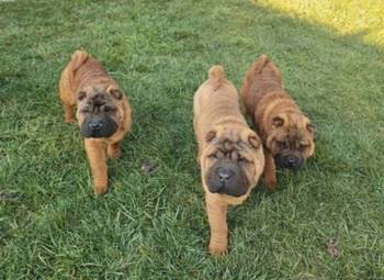 Šar Pej, čistokrvni štenci