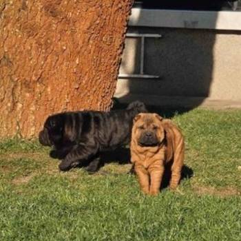 Šar Pej, čistokrvni štenci