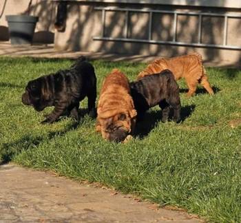 Šar Pej, čistokrvni štenci