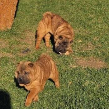 Šar Pej, čistokrvni štenci