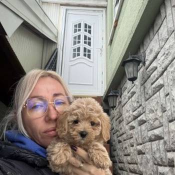 Maltipoo vrhunske genetike