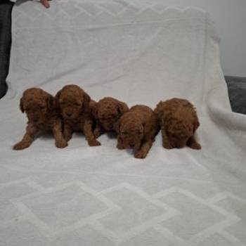 Prodajem patuljaste crvene pudle