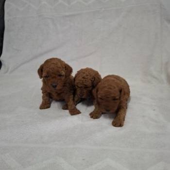 Prodajem patuljaste crvene pudle