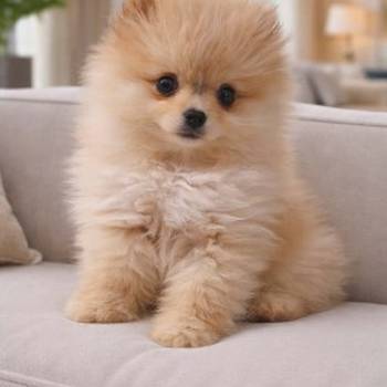 Pomeranac BOO štenci