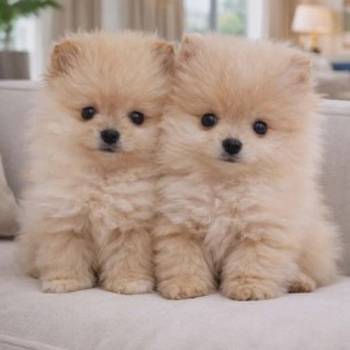 Pomeranac BOO štenci