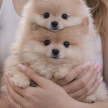 Pomeranac BOO štenci