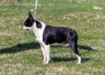 Boston terrier zreli muzjak