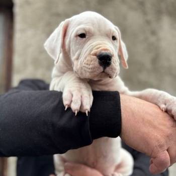Dogo Argentino štenci