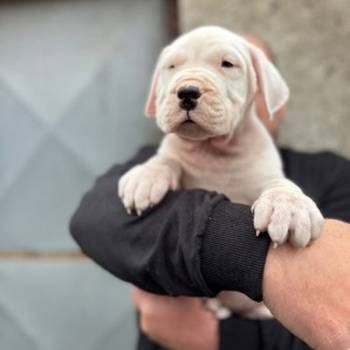 Dogo Argentino štenci