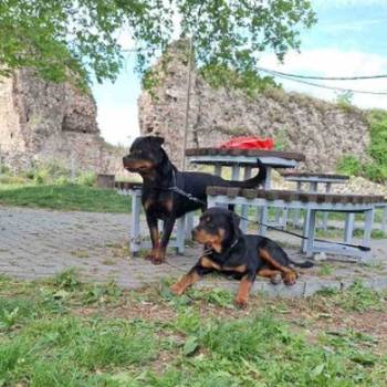 Rotvajler žensko štene