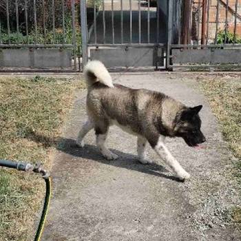 Americka Akita, mužjak slobodan za parenje