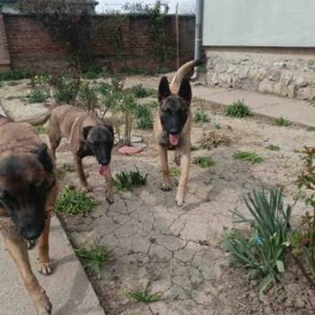 Belgijski ovčar malinoa štenci