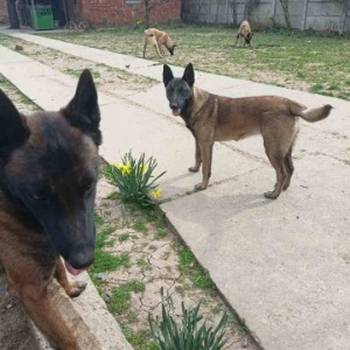 Belgijski ovčar malinoa štenci