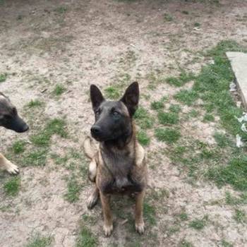 Belgijski ovčar malinoa štenci