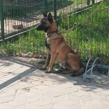 Belgijski ovčar malinoa štenci