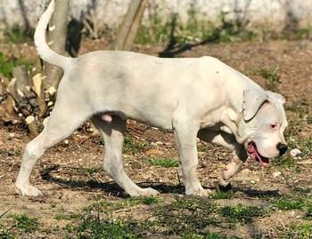 Dogo Argentino prvobirano musko stene