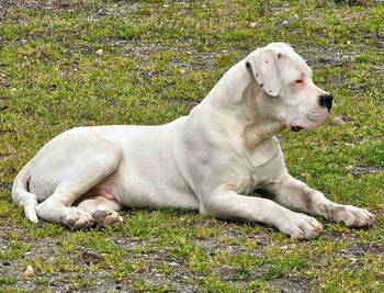Dogo Argentino prvobirano musko stene