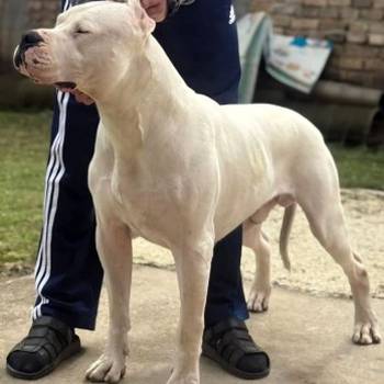 Dogo Argentino prvobirano musko stene