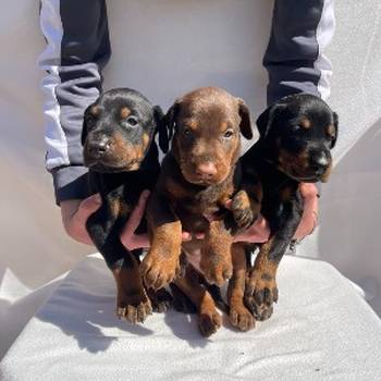 Doberman prelepi štenci