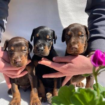 Doberman prelepi štenci