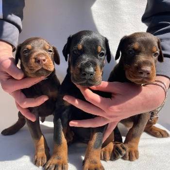 Doberman prelepi štenci