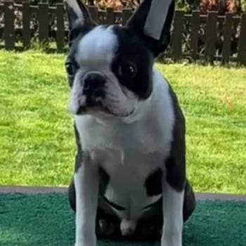 Dostupno muško štene Boston terijera