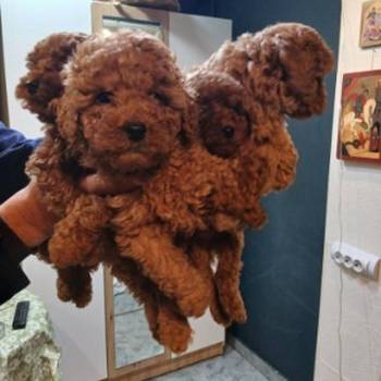 Na prodaju štenci patuljaste pudle