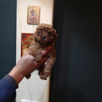 Na prodaju štenci patuljaste pudle