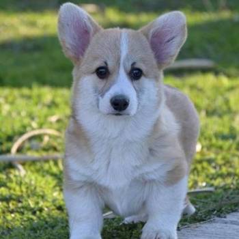 Velški Welski Korgi Corgi Pembrok