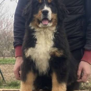 Ženka bernskog planinskog psa