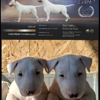 Standard Bul Terijer